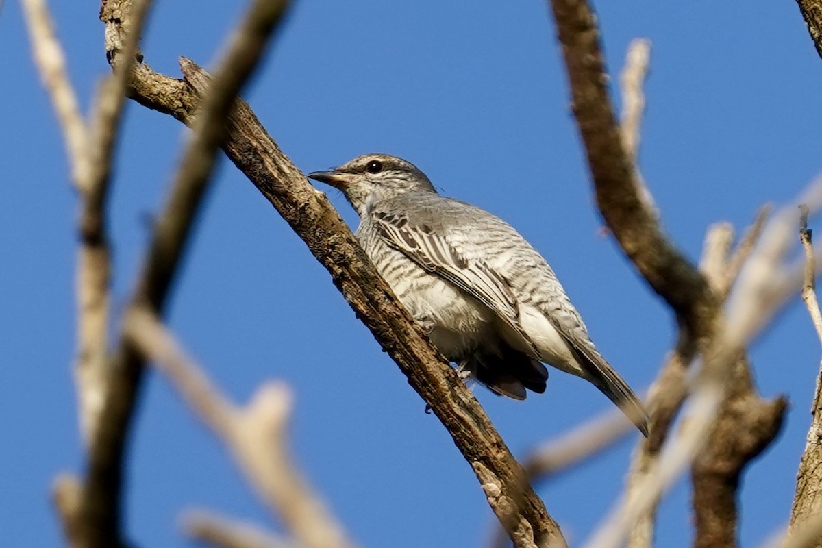 Black-headed Cuckooshrike - ML612514193