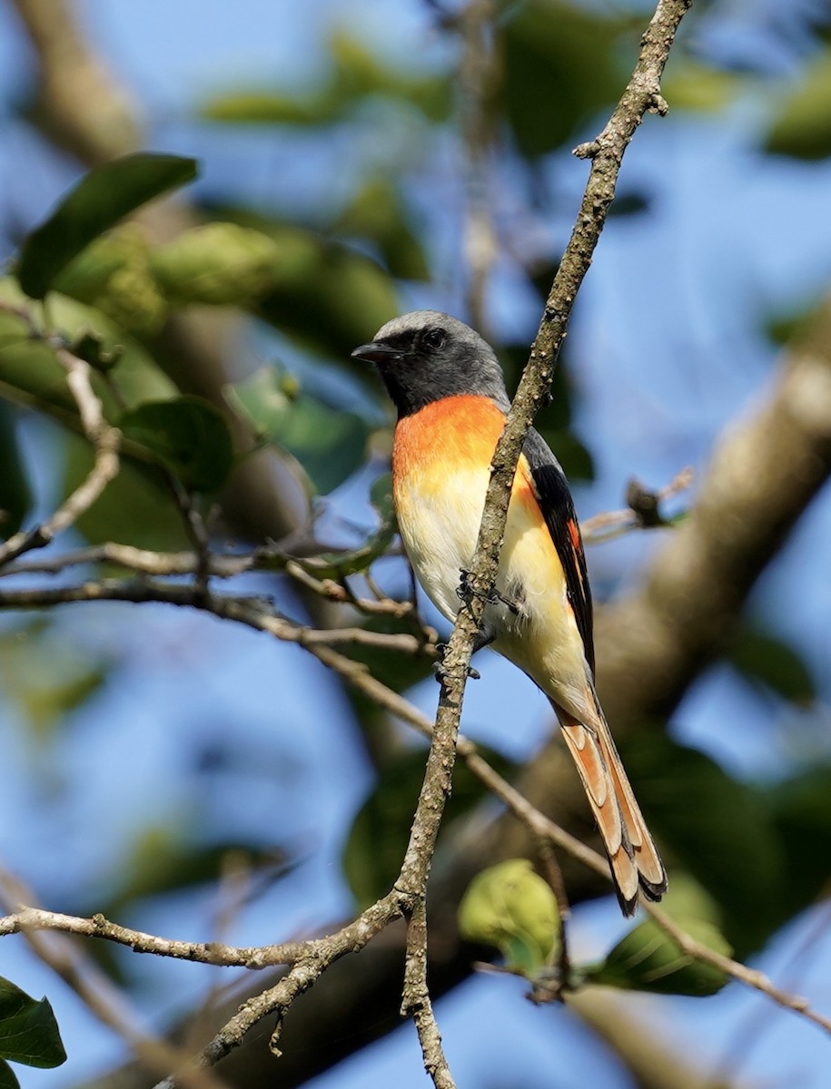 Small Minivet - ML612514194