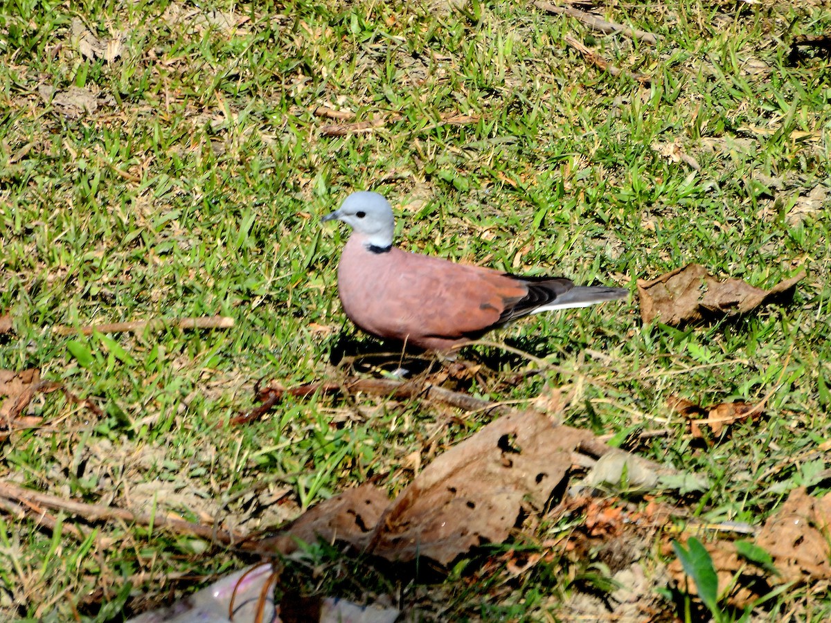 Red Collared-Dove - ML612514196