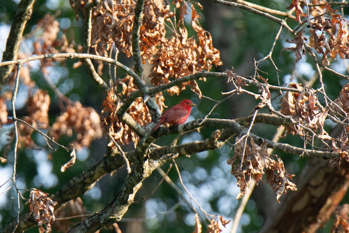 Summer Tanager - ML612514247