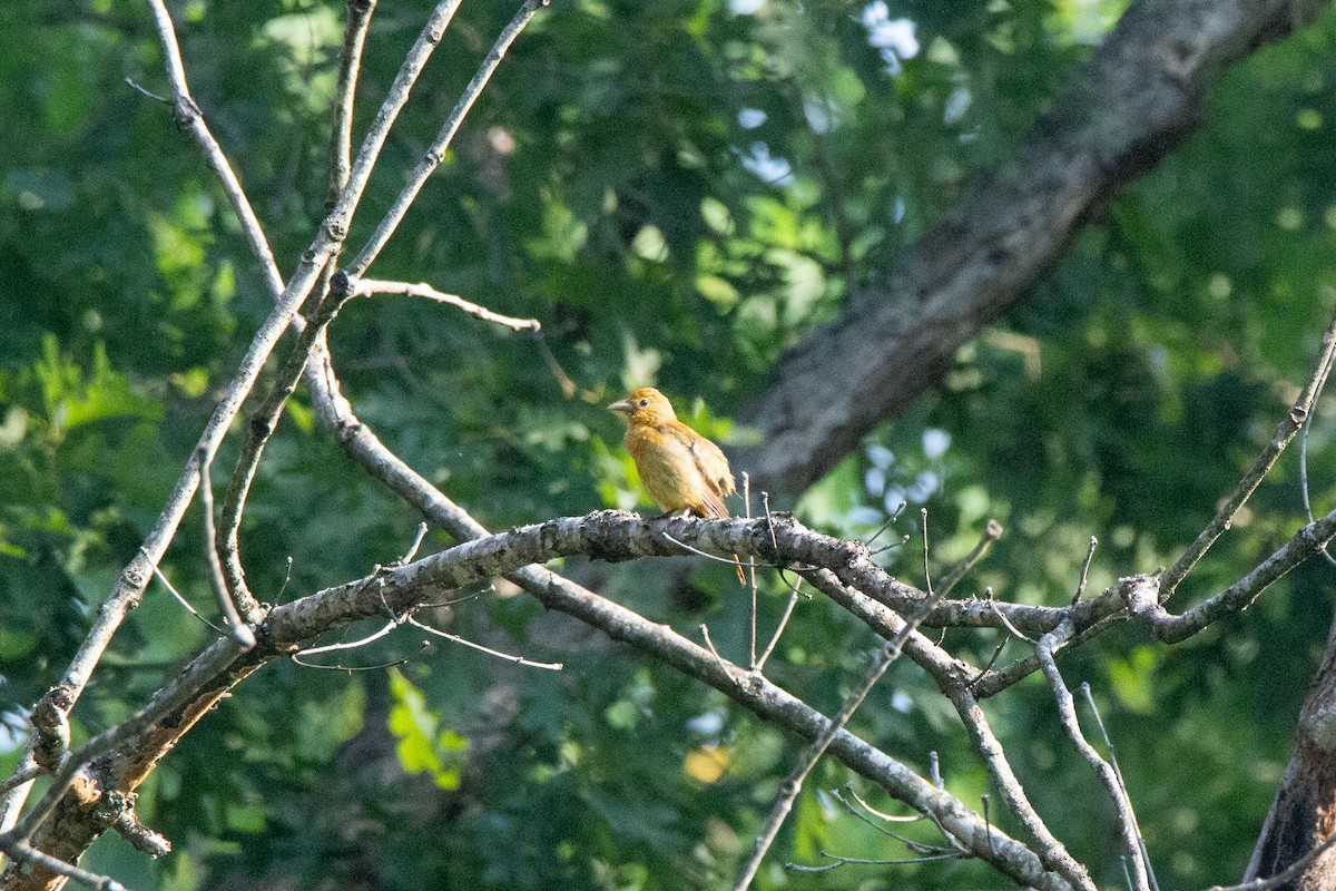 Summer Tanager - ML612514248