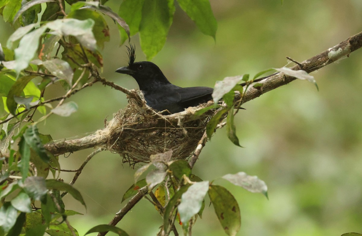 Crested Drongo - ML612514277