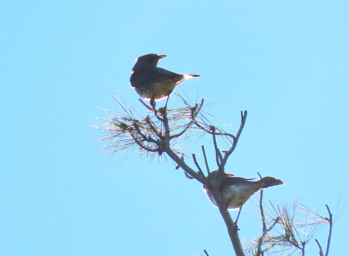 Fieldfare - ML612514383