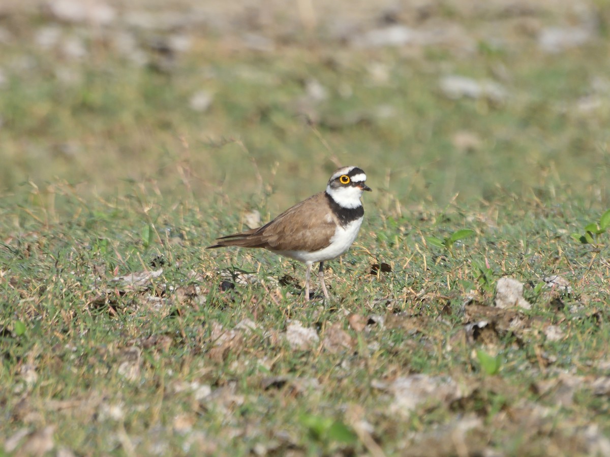 Нарийн хиазат - ML612514389