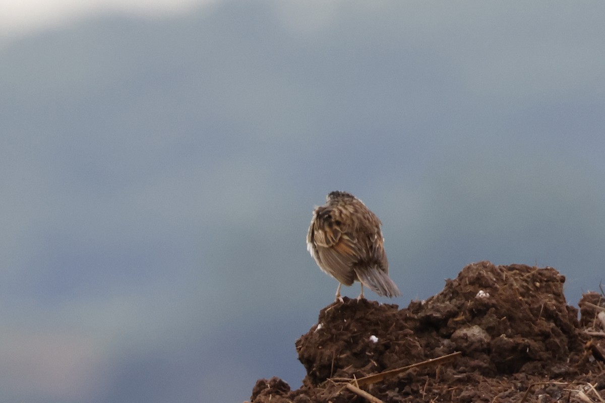 Grassland Sparrow - ML612514421