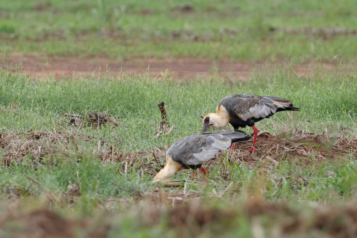 Buff-necked Ibis - ML612514428