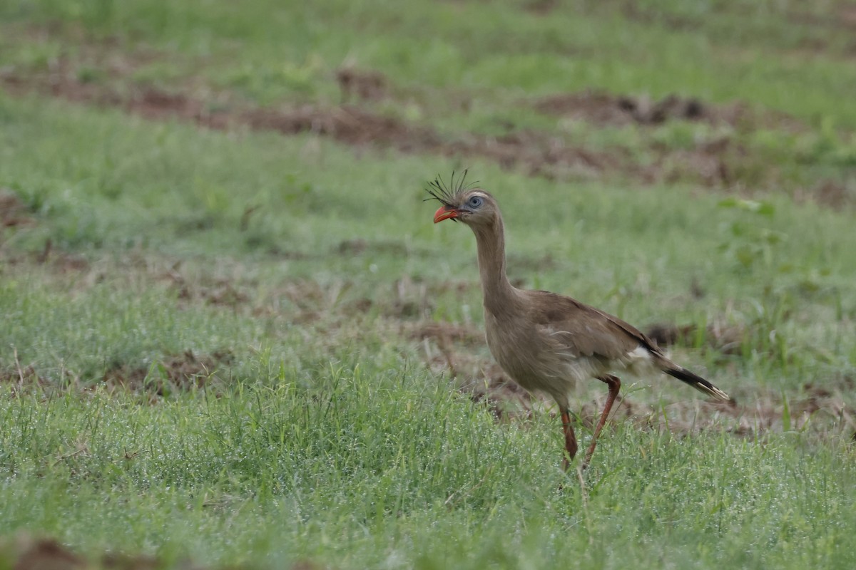 Red-legged Seriema - Larry Therrien