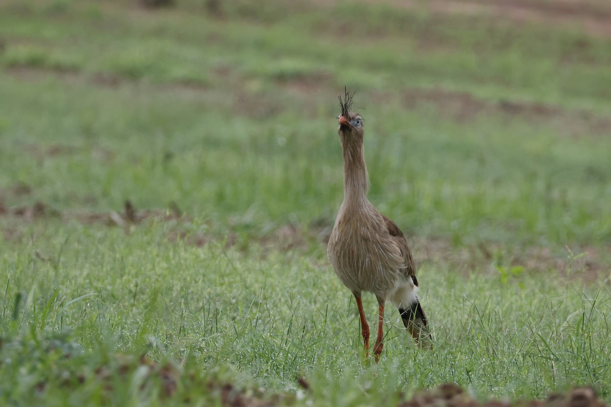 Red-legged Seriema - ML612514435