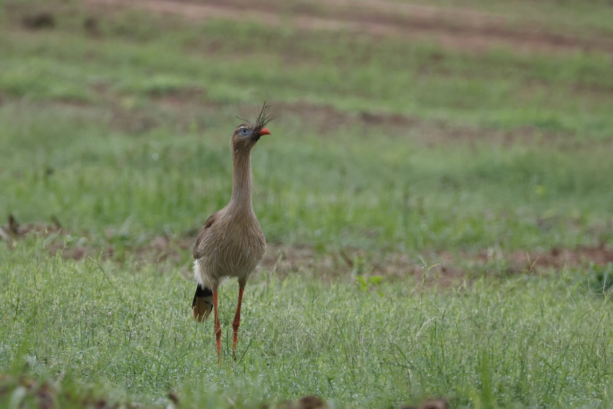 Red-legged Seriema - ML612514436