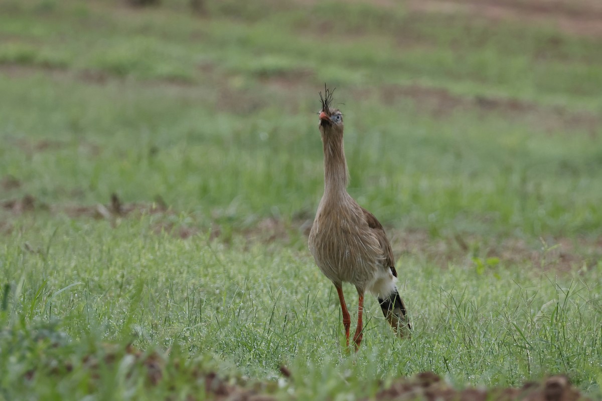 Red-legged Seriema - ML612514437