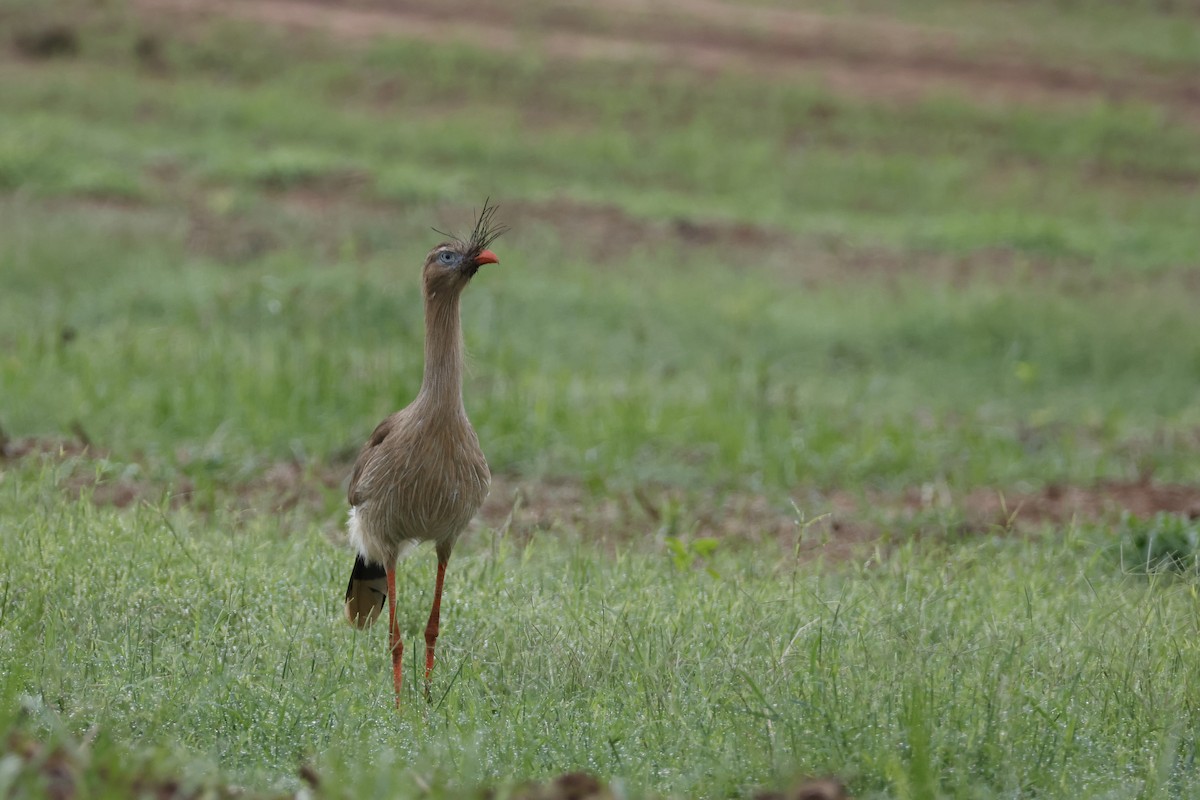 Red-legged Seriema - ML612514438