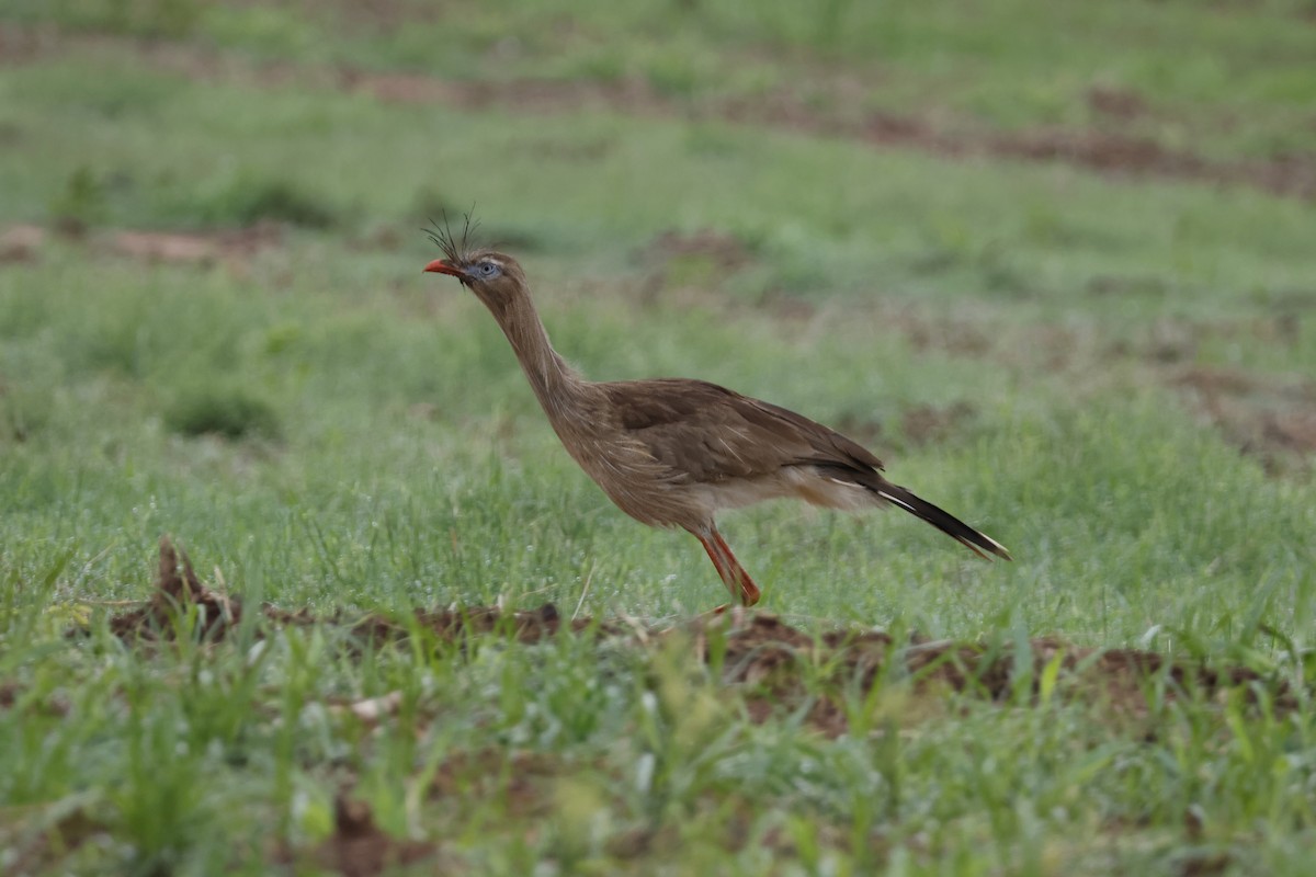 Red-legged Seriema - ML612514442