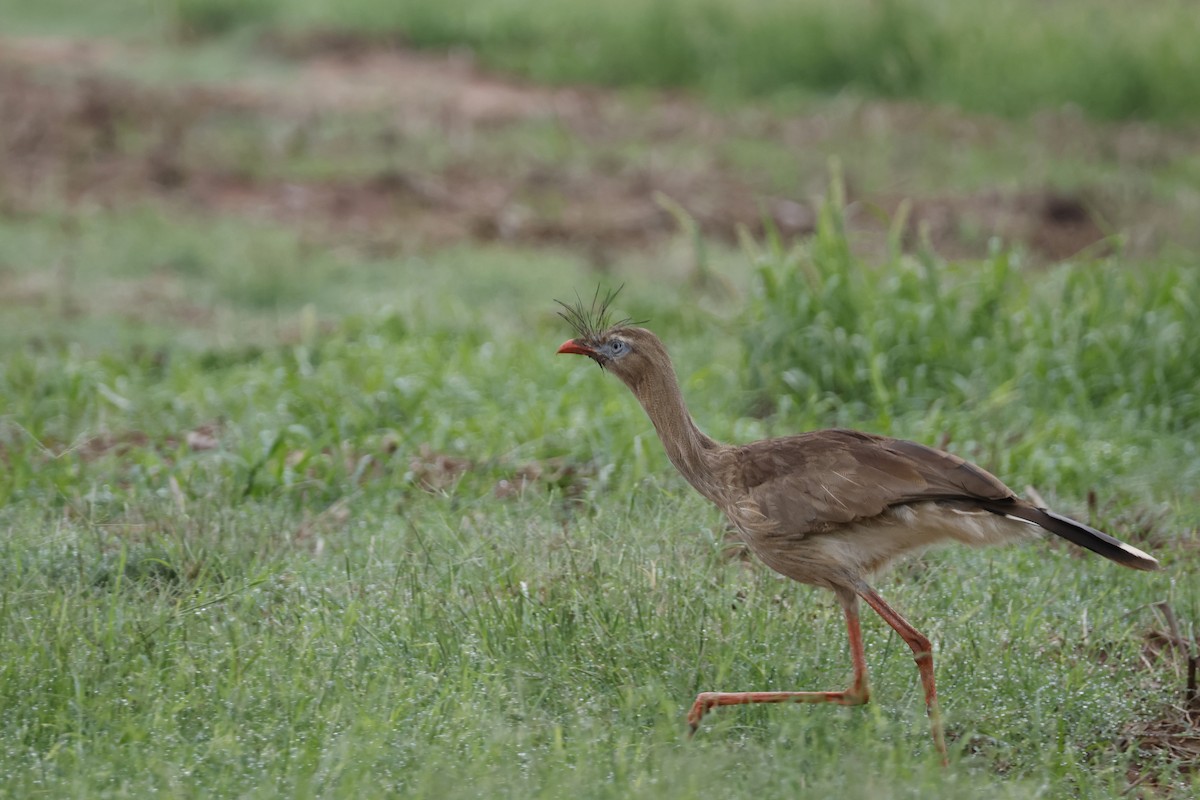 Red-legged Seriema - ML612514443