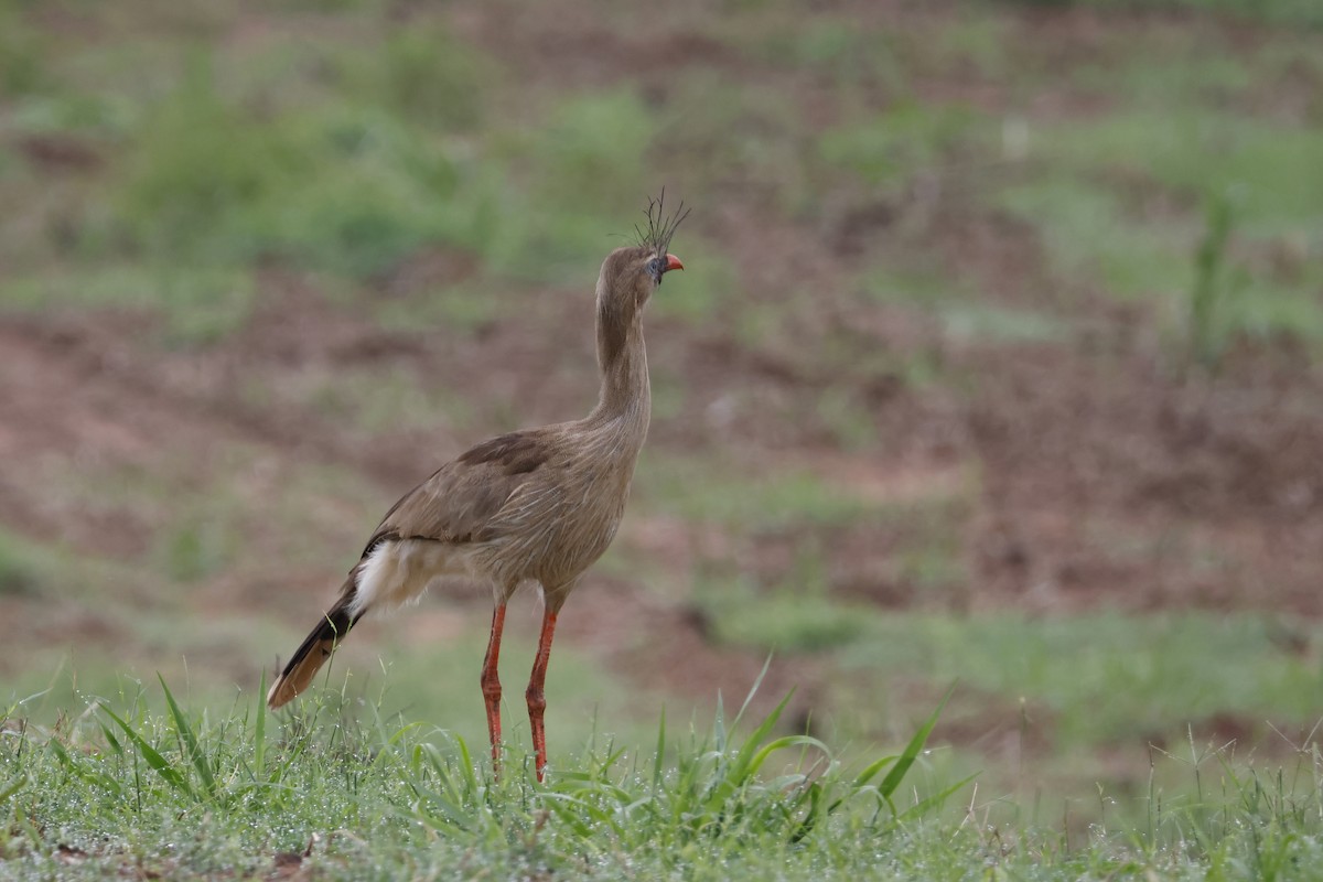 Red-legged Seriema - ML612514445