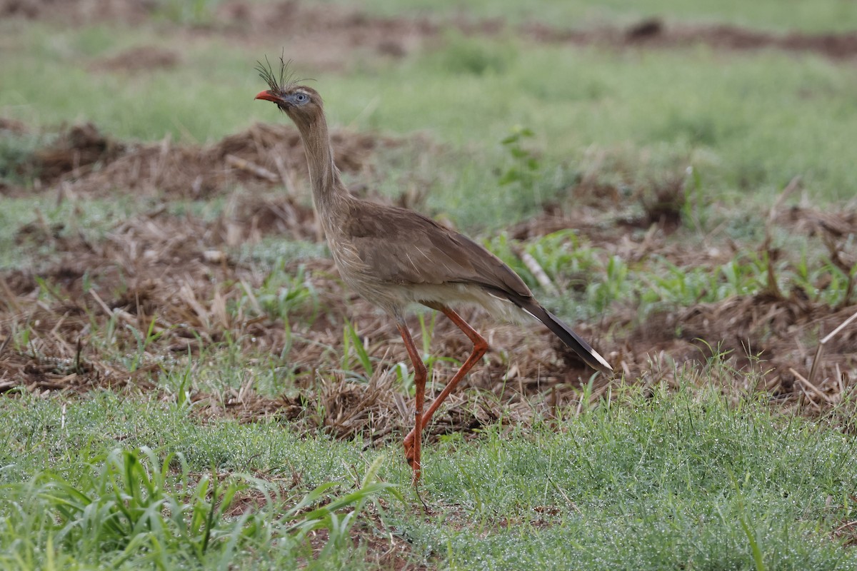 Red-legged Seriema - Larry Therrien