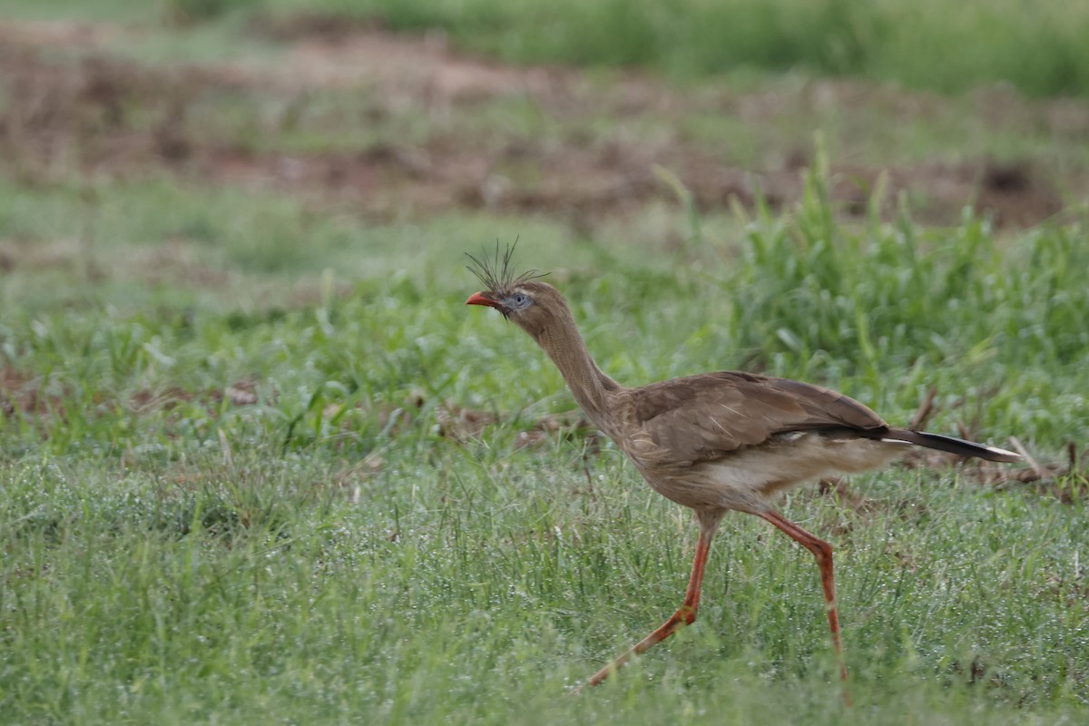 Red-legged Seriema - ML612514448