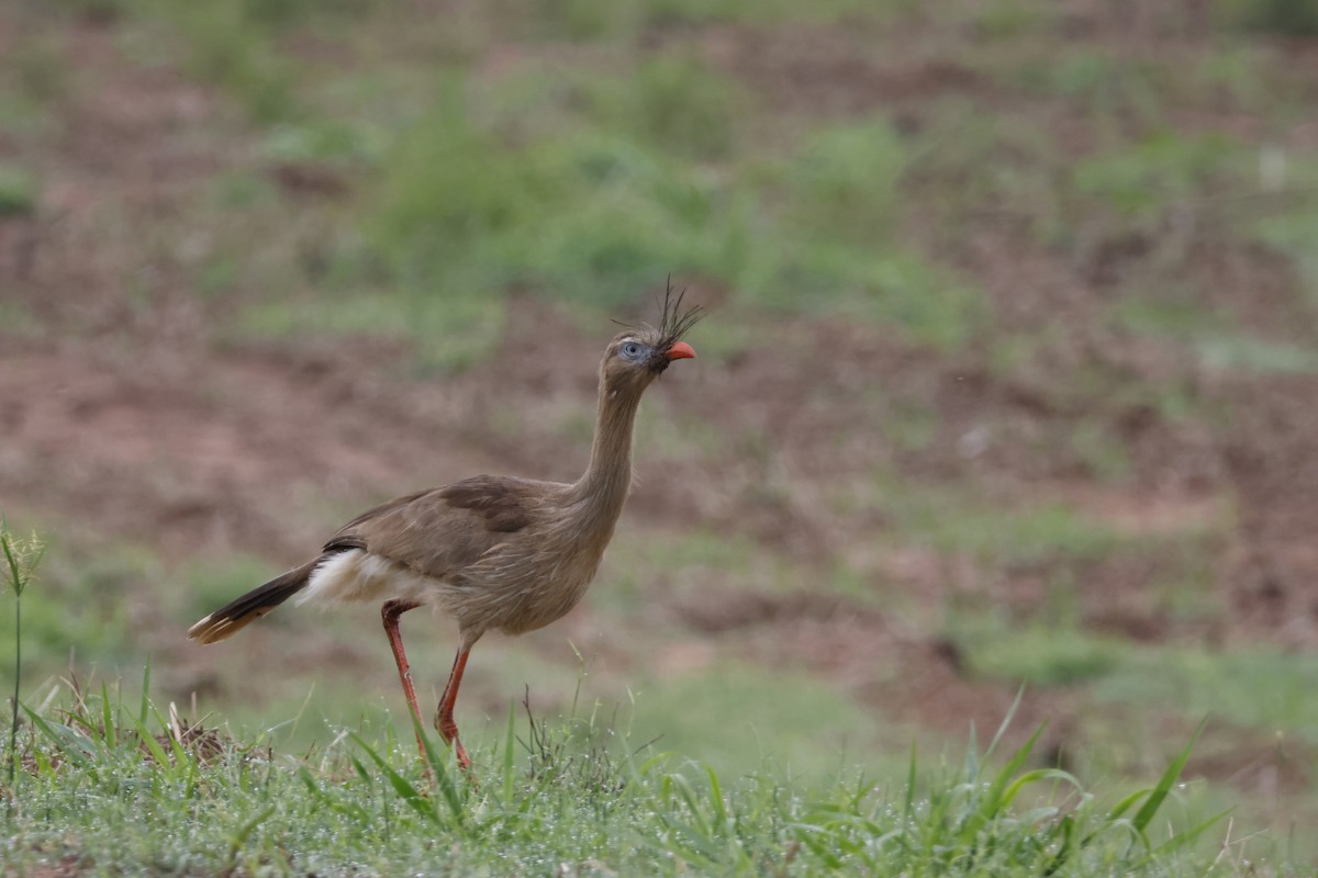 Red-legged Seriema - ML612514449