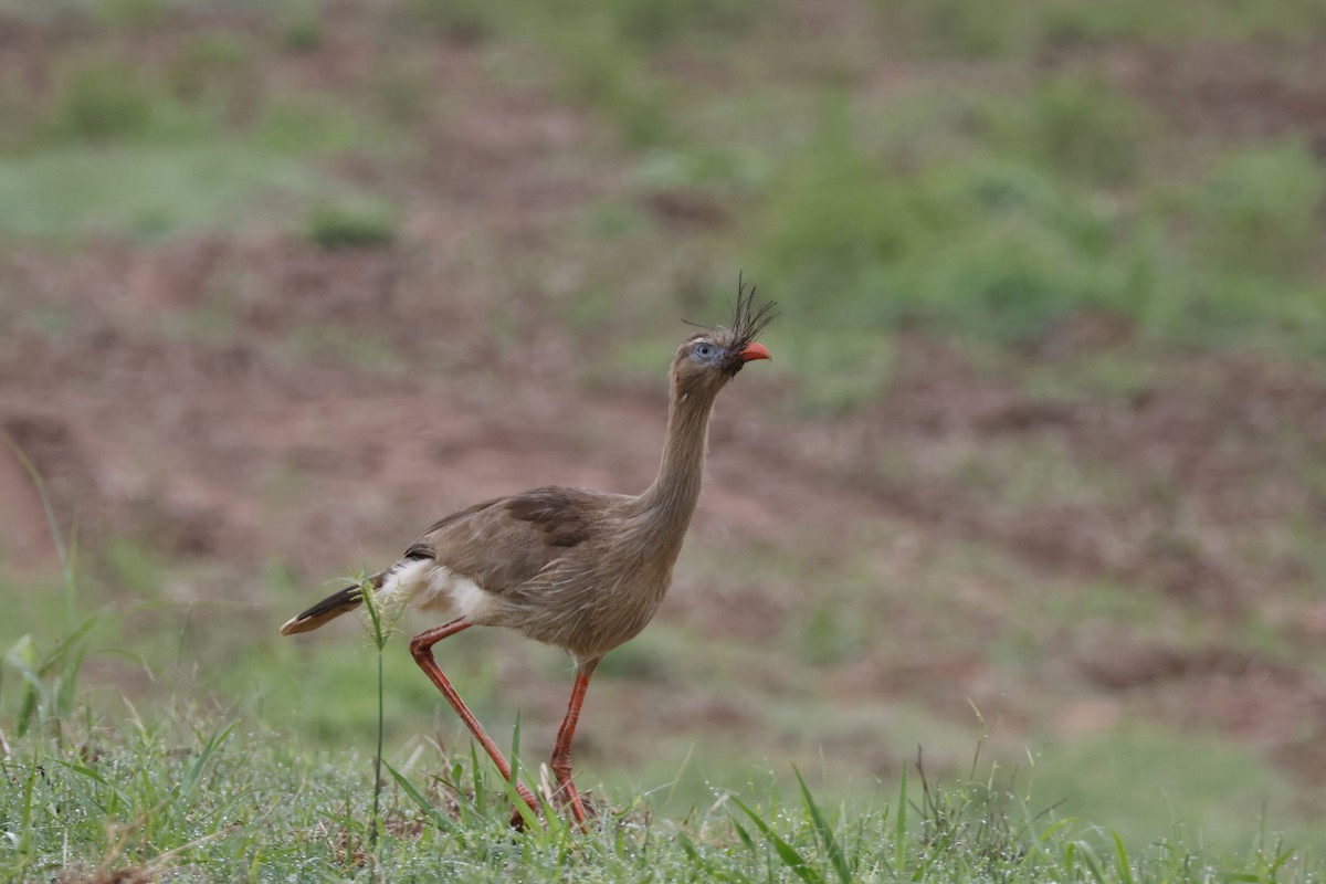 Red-legged Seriema - Larry Therrien