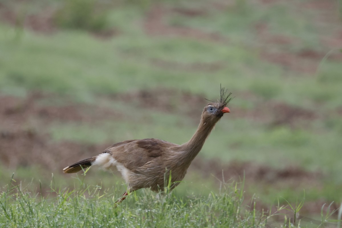 Red-legged Seriema - ML612514453