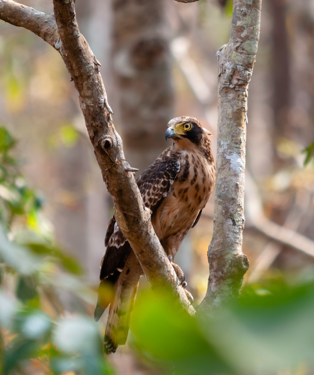 Crested Serpent-Eagle - ML612514519