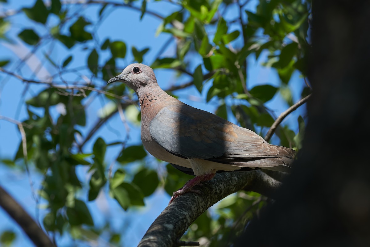 Laughing Dove - ML612514559
