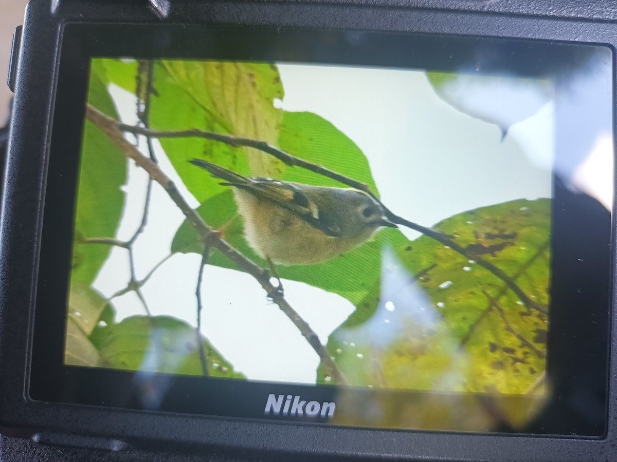 Goldcrest - ML612514577
