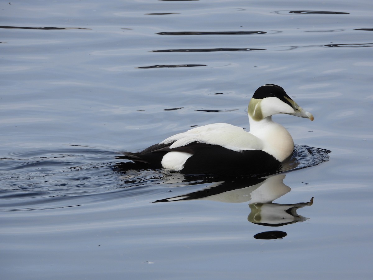 Common Eider (Eurasian) - ML612514578