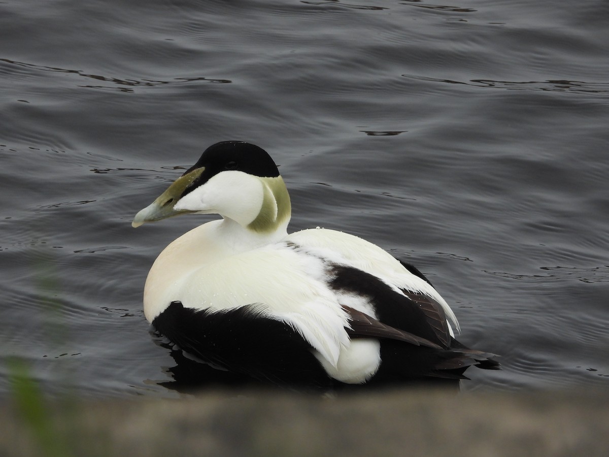 Common Eider (Eurasian) - ML612514613