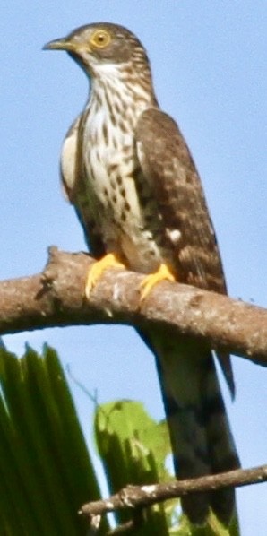 Large Hawk-Cuckoo - Connie Lintz