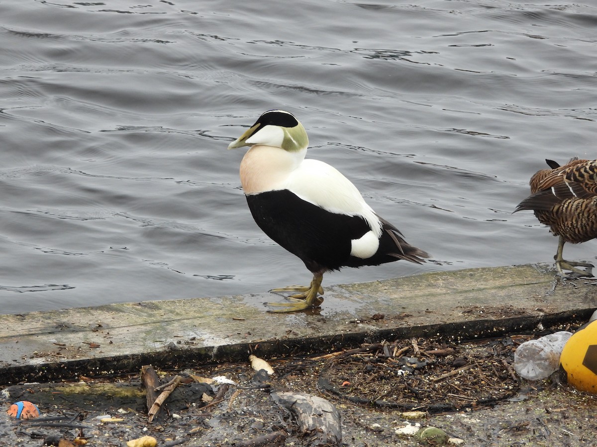 Common Eider (Eurasian) - Zhuofei Lu