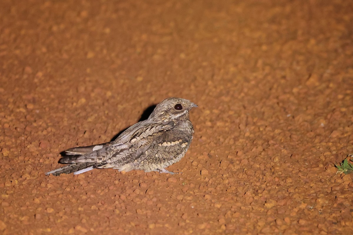 Eurasian Nightjar - ML612514656