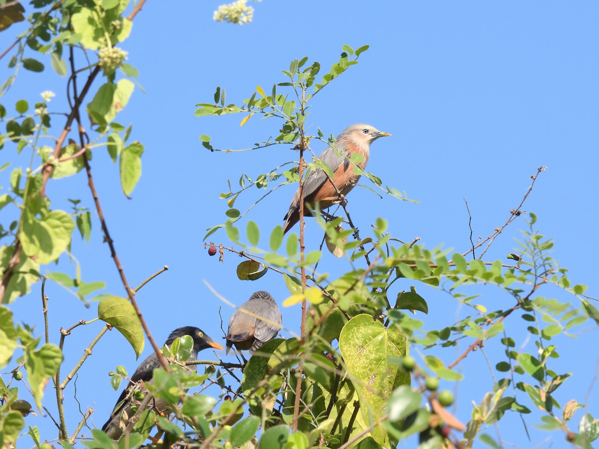 Chestnut-tailed Starling - ML612514689