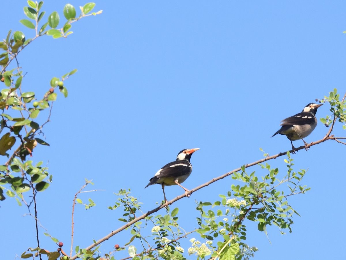 Indian Pied Starling - ML612514722