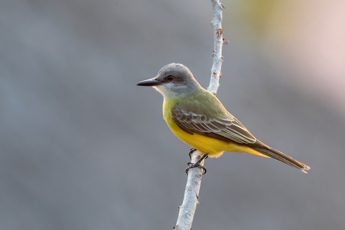 Tropical Kingbird - ML612514732