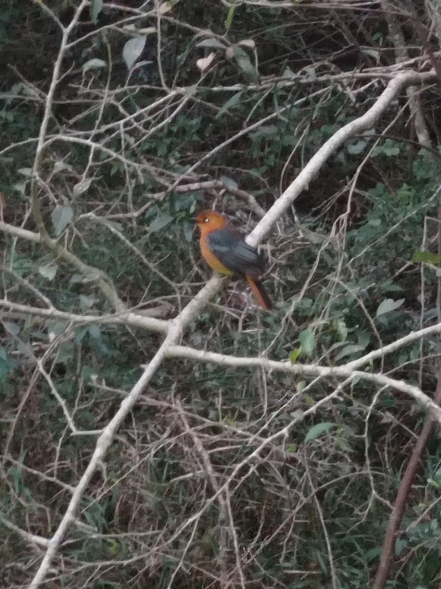 Red-capped Robin-Chat - ML612514772