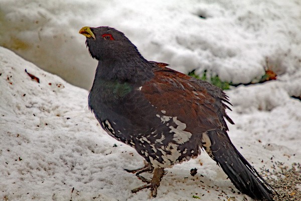 Western Capercaillie - ML612514795