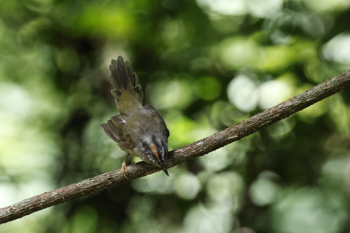 Golden-crowned Warbler (White-bellied) - ML612514902