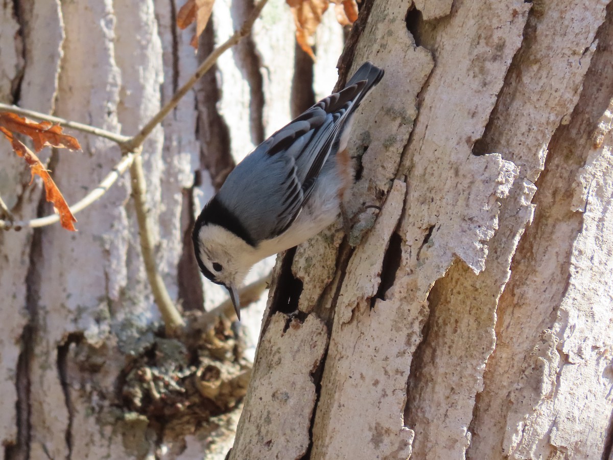 White-breasted Nuthatch - ML612514916