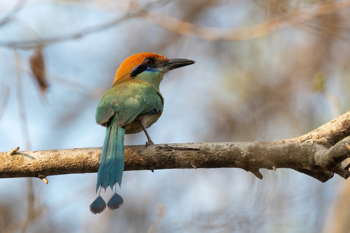 Russet-crowned Motmot - Adam Jackson