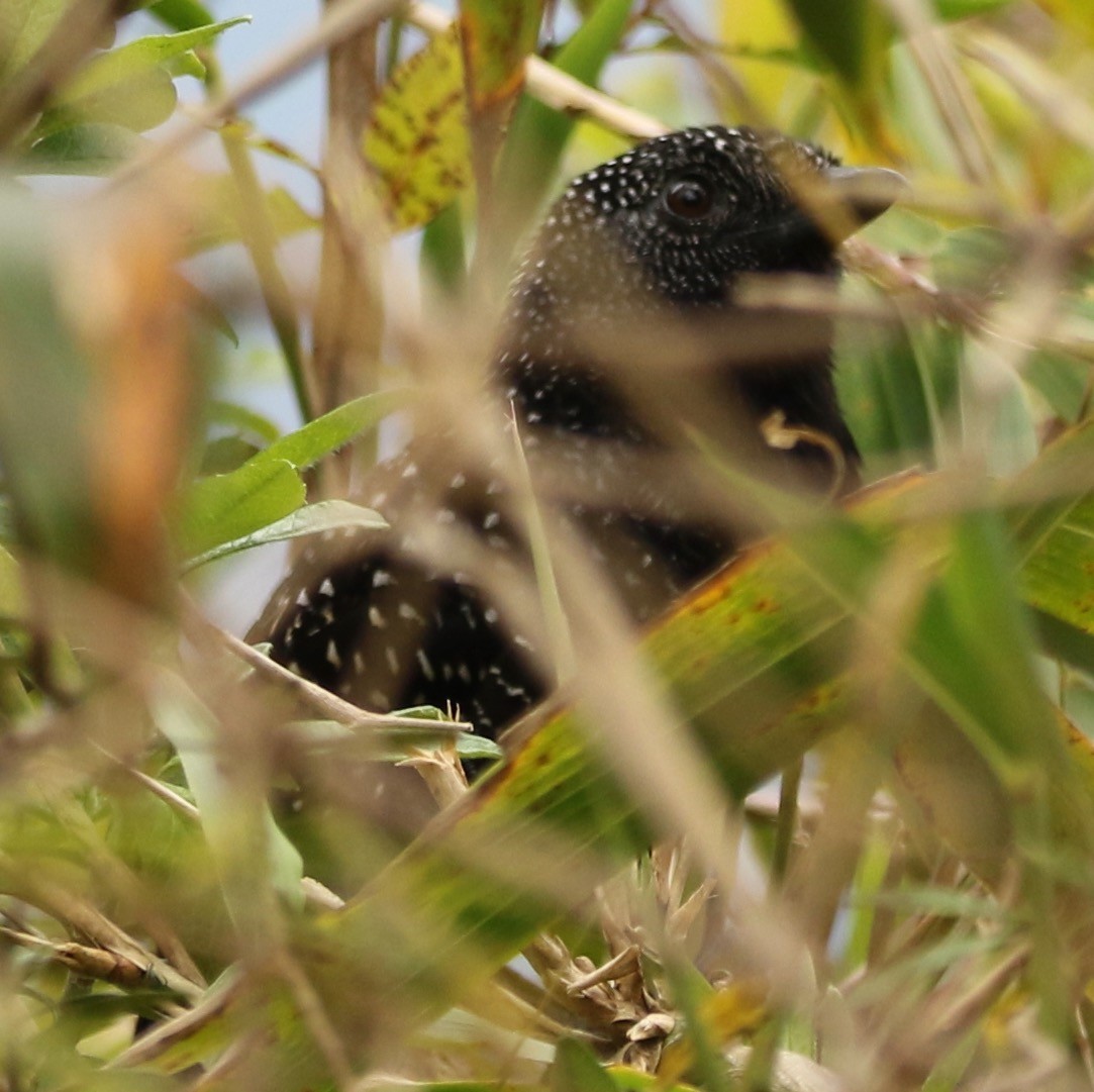 Large-tailed Antshrike - ML612514925