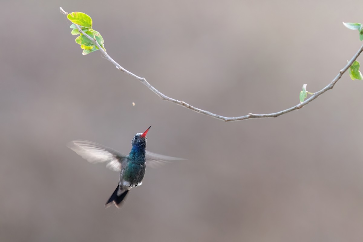 Broad-billed Hummingbird - Adam Jackson