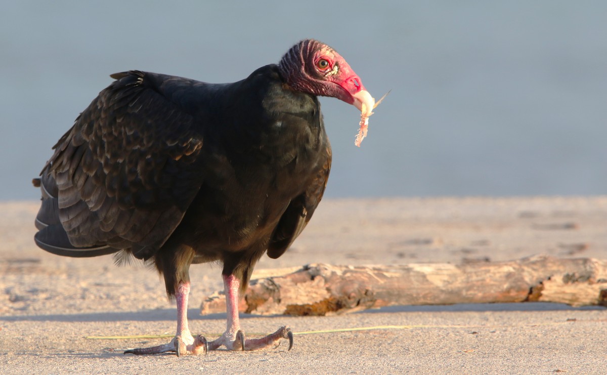 Turkey Vulture - ML612514967