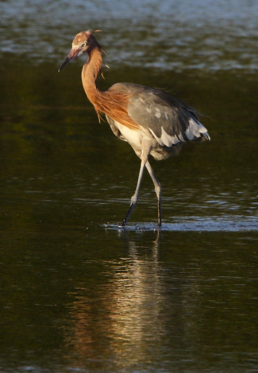 Reddish Egret - ML612514972