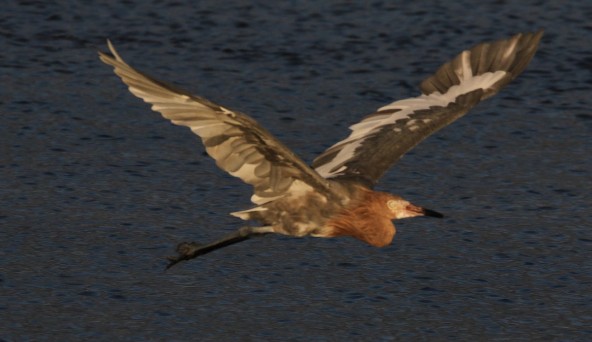 Reddish Egret - ML612514977