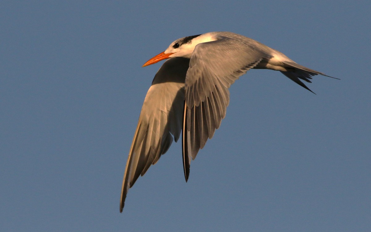 Royal Tern - ML612514991