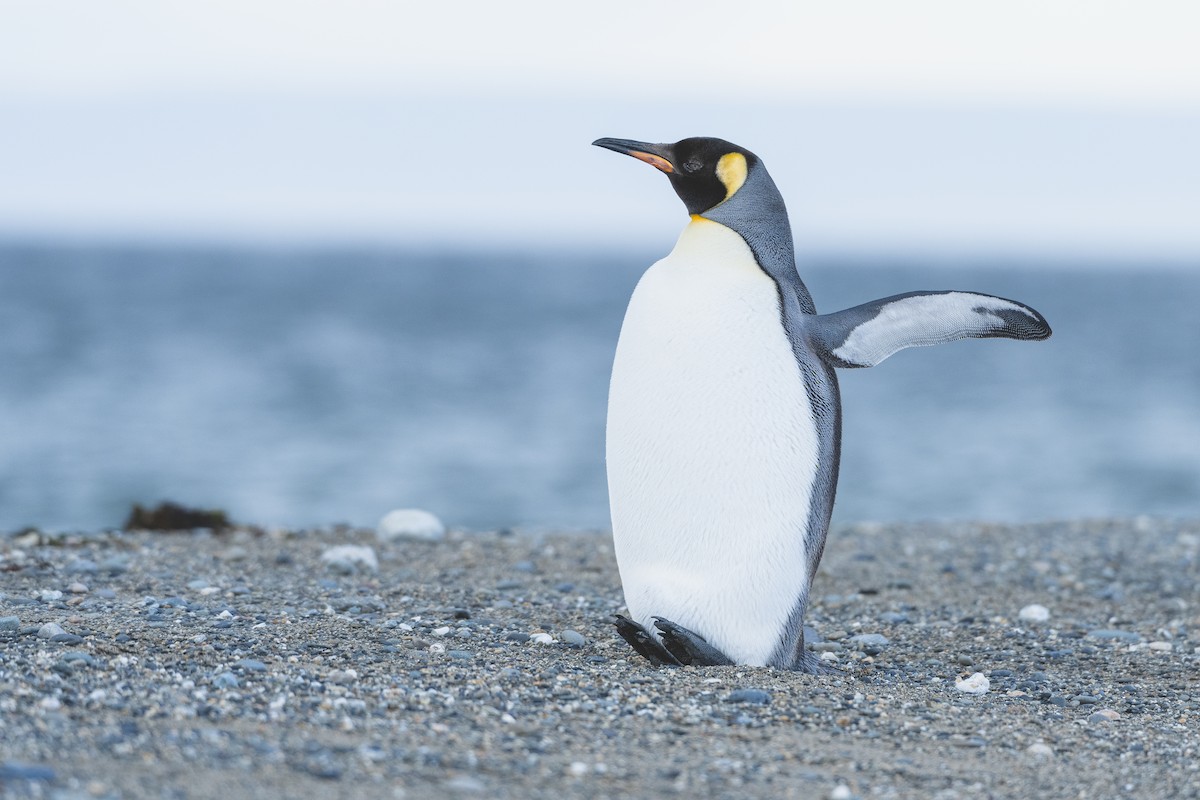 King Penguin - Jorge Vidal Melián