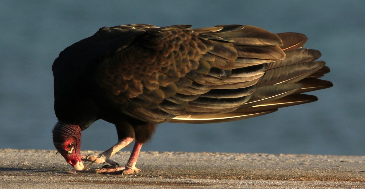 Turkey Vulture - ML612514999