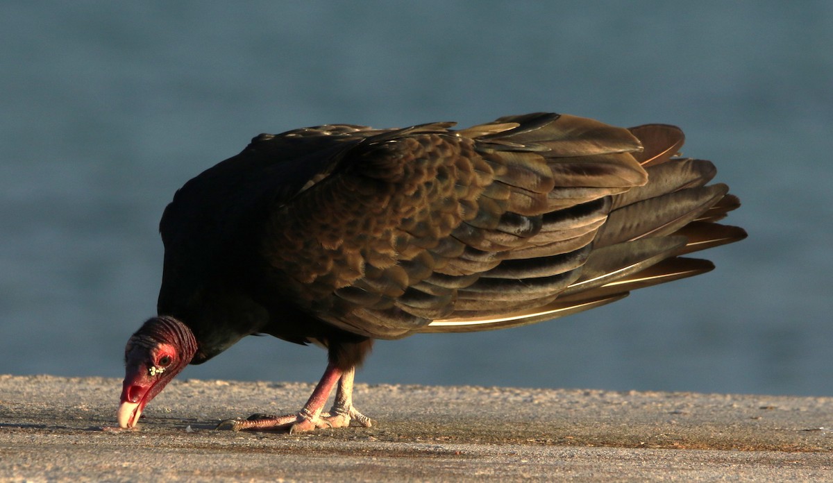 Turkey Vulture - ML612515002