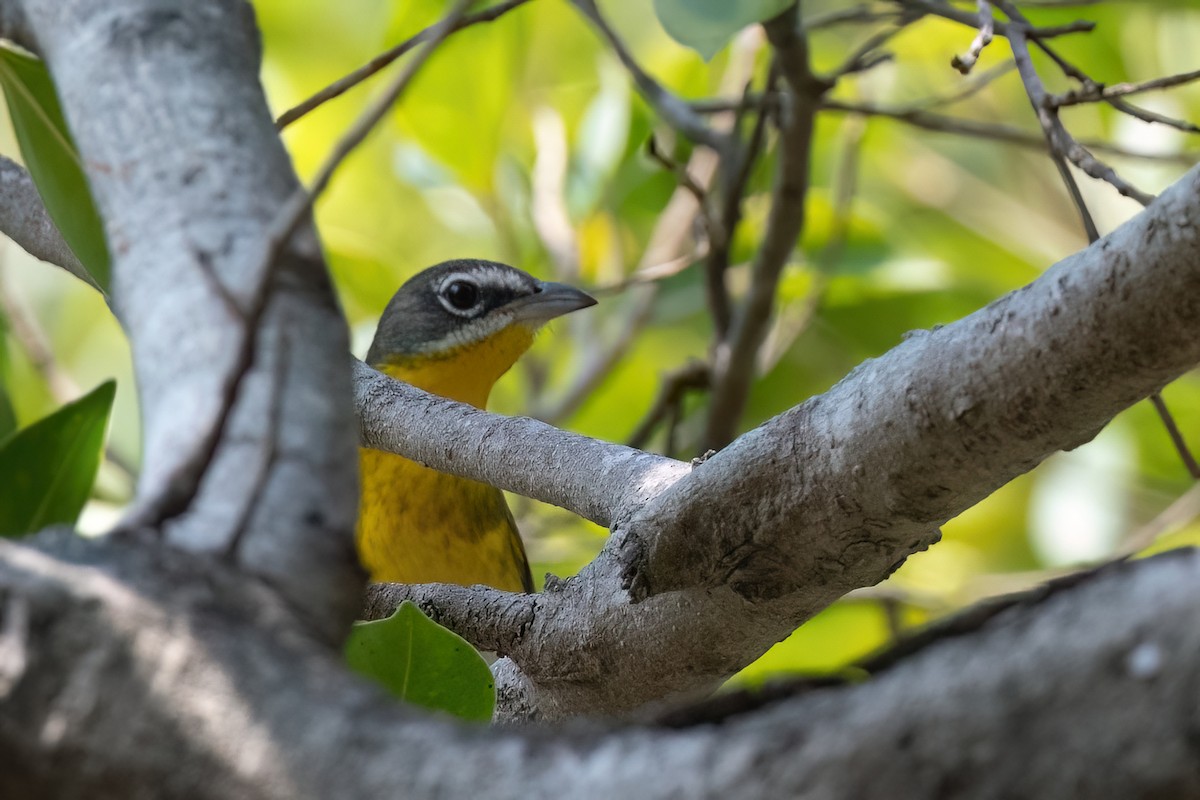 Yellow-breasted Chat - ML612515027