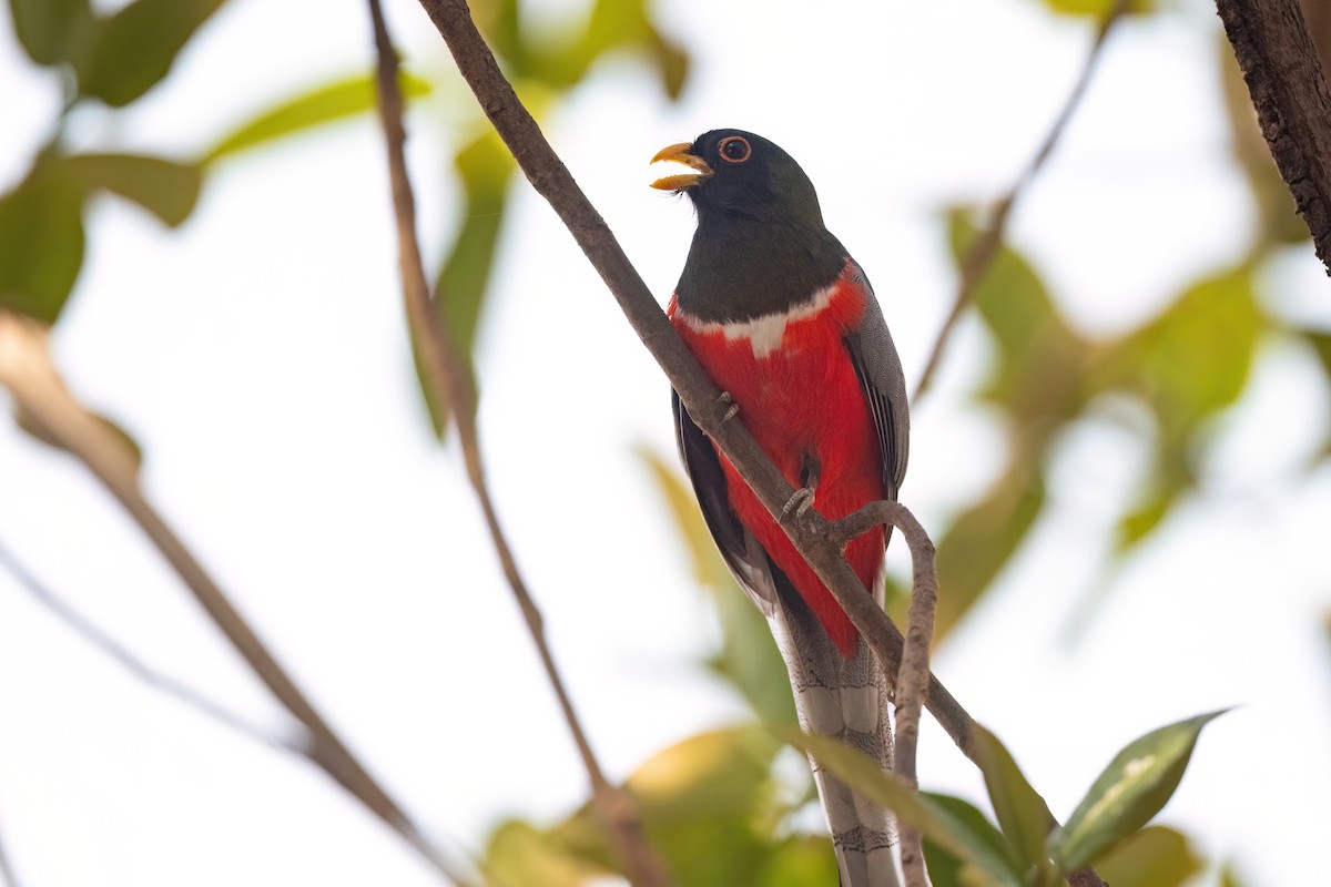 Trogon élégant - ML612515034